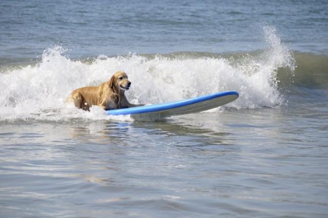 The Surfing Sculptor