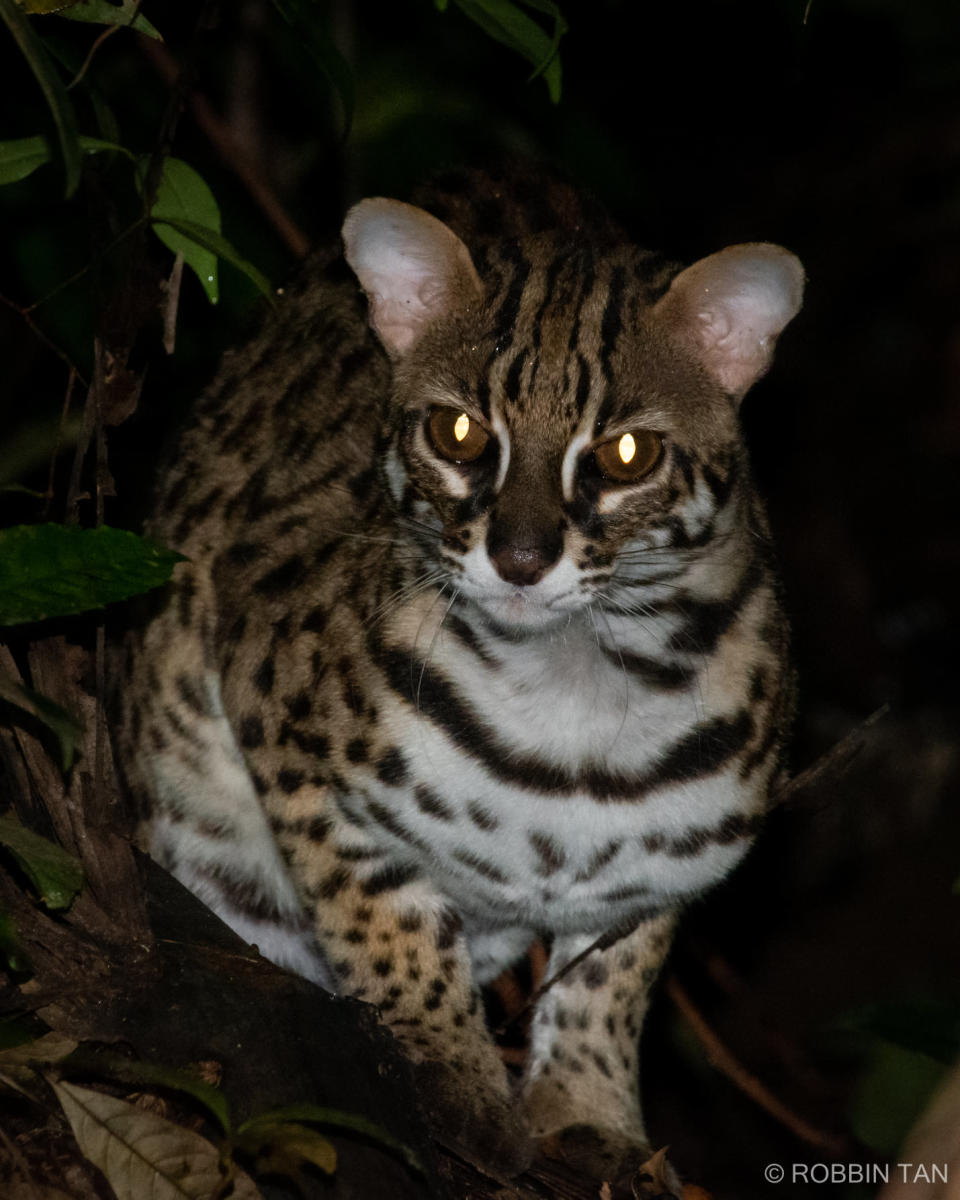 Robbin Tan shared his encounter with a leopard cat in the Singapore Wildlife Sightings group in November 2021. (Photo: Robbin Tan)
