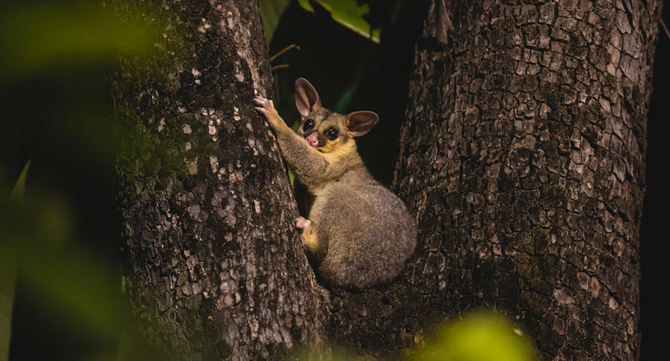 Brushtail possum in tree