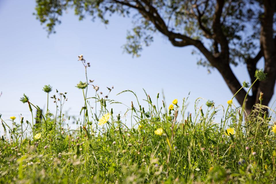 Wildflowers and grass grows under an oak tree on James Clement III's ranch on Friday, March 29, 2024, in Kingsville, Texas. The rancher says diversity is a sign of good soil health. "If you look out in a pasture and see uniformity, that's not what nature wants," he said. "Nature wants inconsistencies."