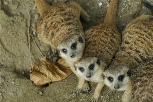 「頑皮世界」有近三百多種溫馴可愛的動物，包含水豚、藪貓、科摩多龍、長頸鹿、羊駝、袋鼠、斑馬、龍貓、企鵝等。（圖／翻攝自台南旅遊網）