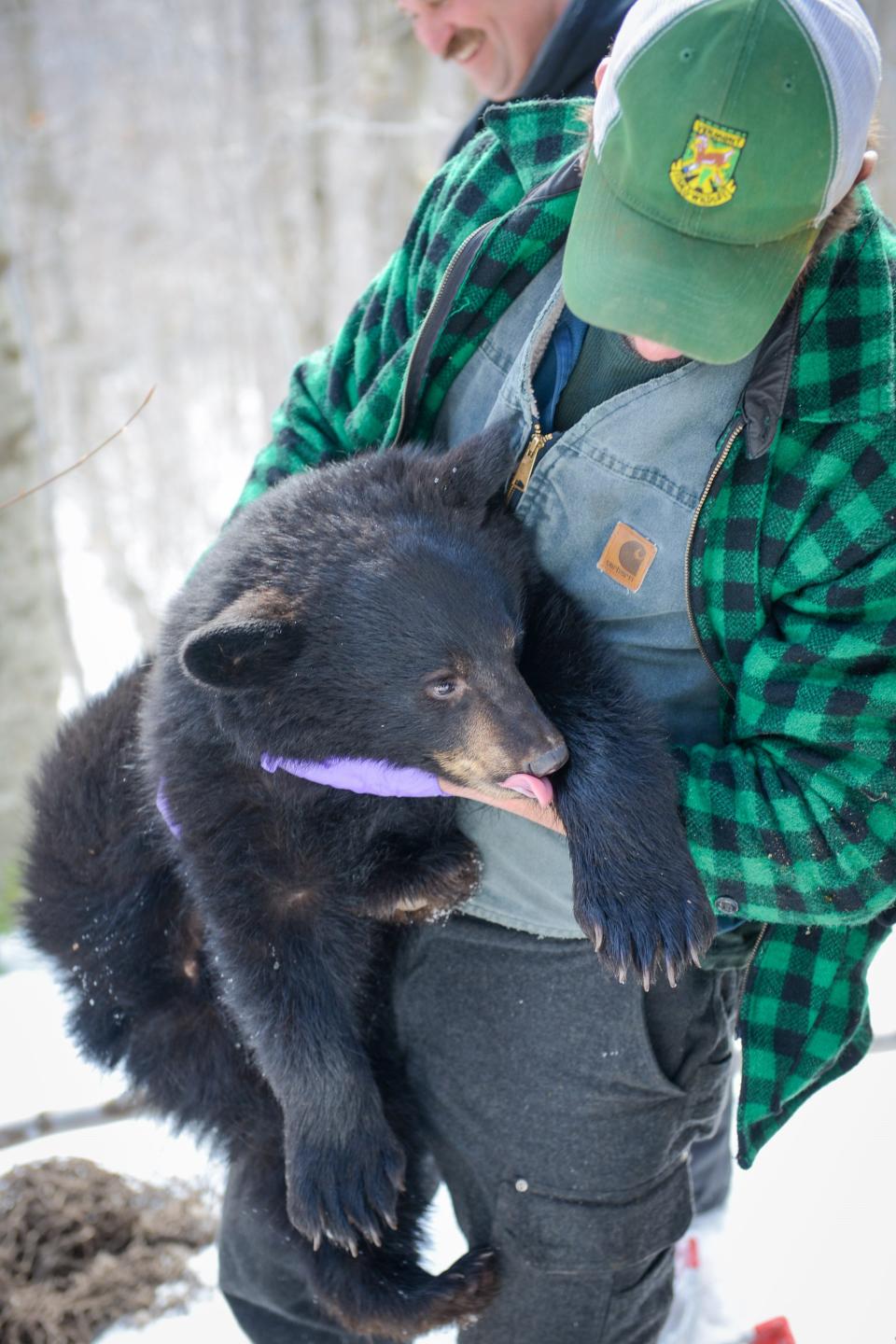 A Vermont Fish & Wildlife biologist checks on the health of a cub during fieldwork.