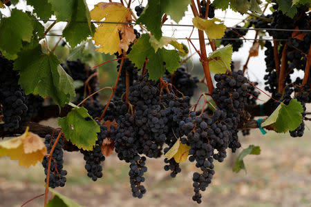 FILE PHOTO: Undamaged grapes are seen at the Kunde Winery during the Nuns Fire in Sonoma, California, U.S., October 10, 2017. REUTERS/Stephen Lam/File Photo