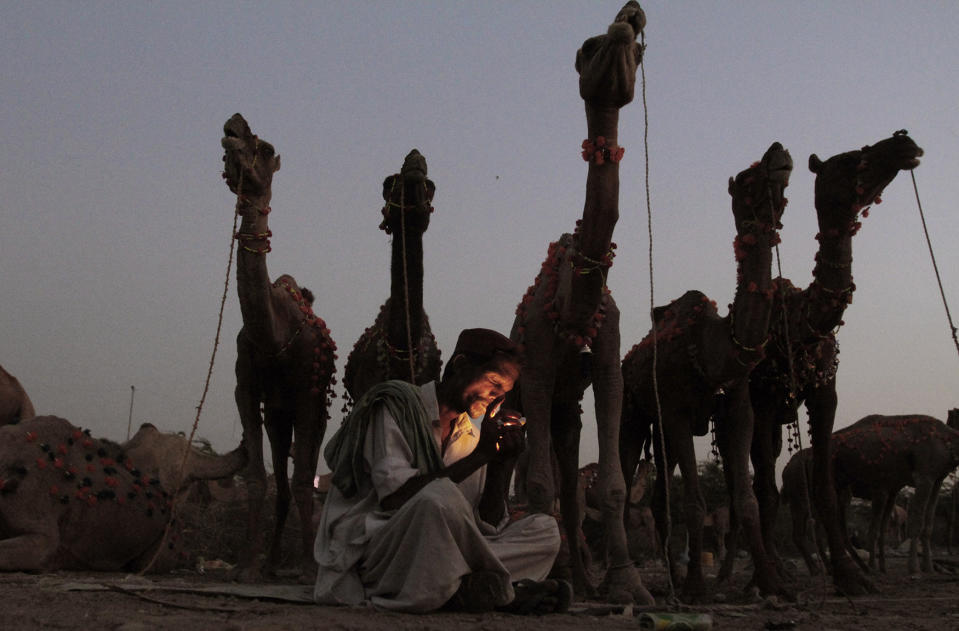 <p>A Pakistani man, lights a cigarette while sitting next to his camels, displayed for sale for the upcoming Muslim holiday of Eid al-Adha, or “Feast of Sacrifice”, in Karachi, Pakistan, Oct. 24, 2012. (AP Photo/Shakil Adil) </p>