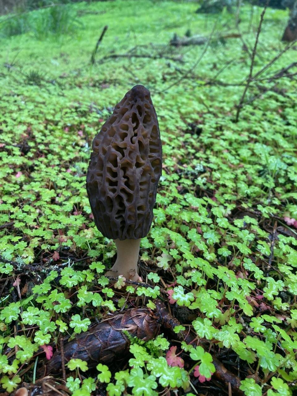 Black morel mushroom photographed in a front yard in Olympia, Wash.