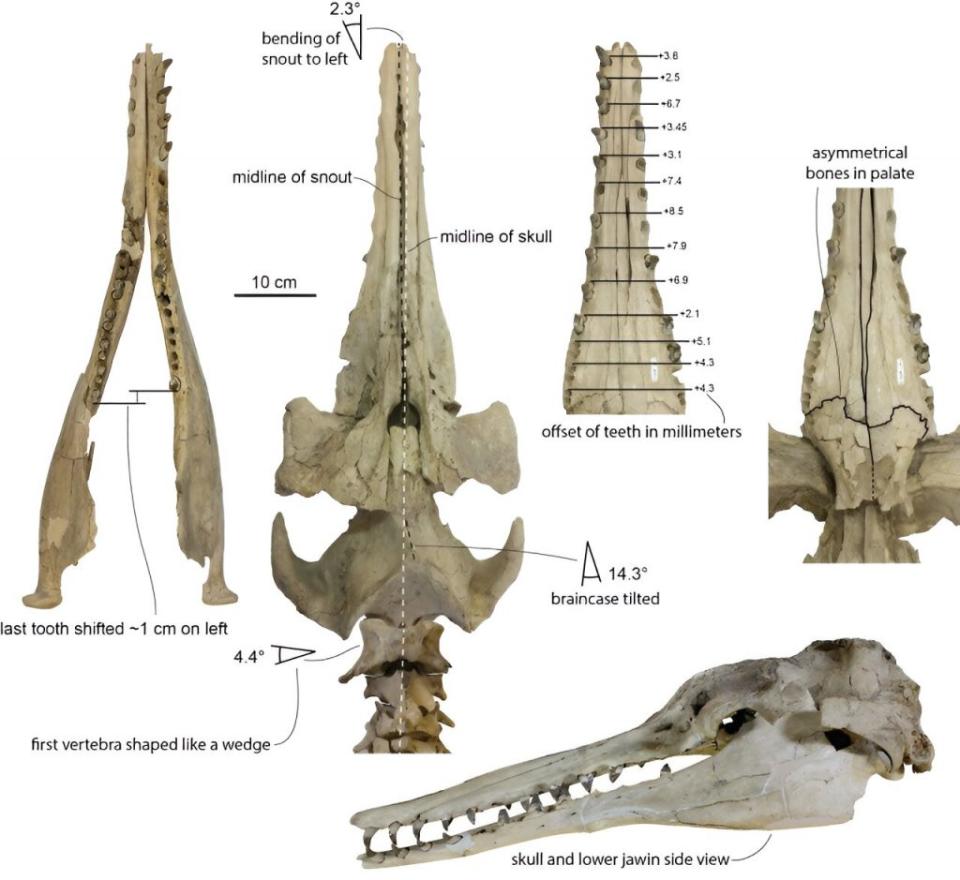 化石展示了異齒鯨的不對稱特徵。（圖／Robert Boessenecker）
