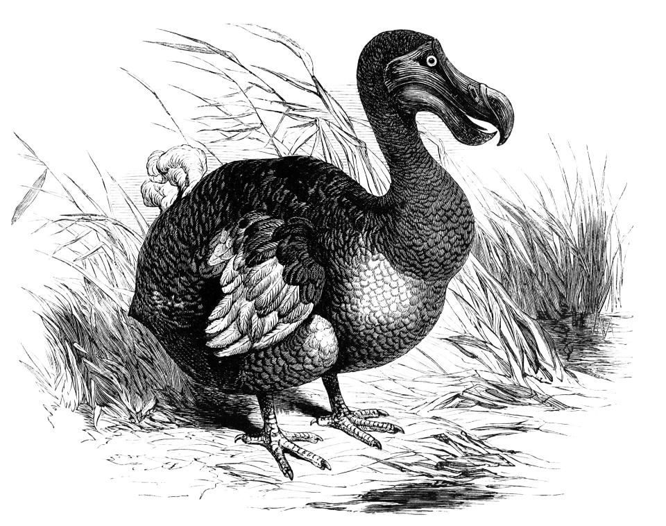 19th Century Dodo Illustration