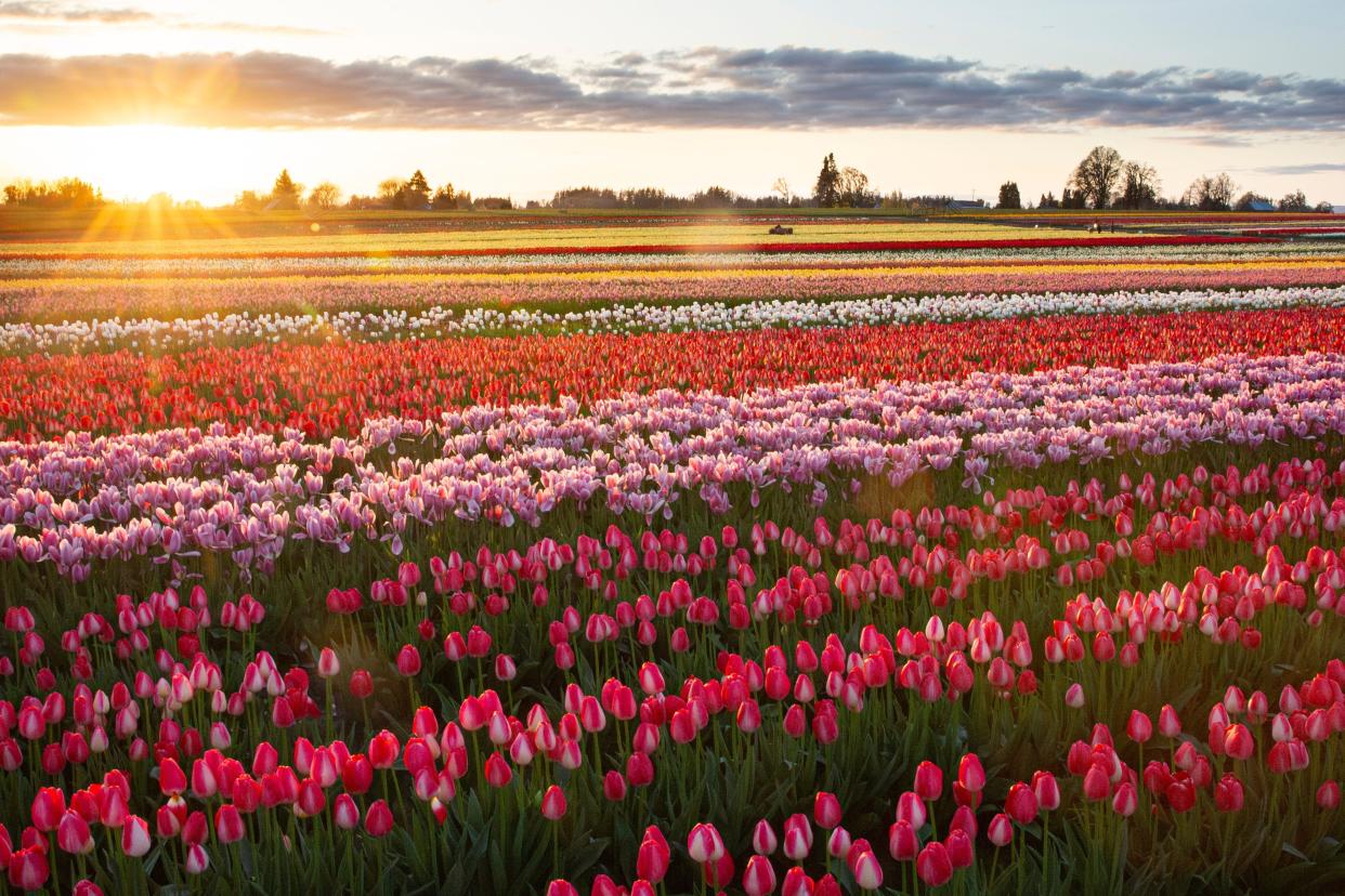 Stroll through tulip fields at the Tulip Festival through May 5.