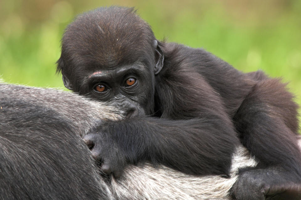 Young Western Lowland Gorilla (Gorilla gorilla gorilla). Rainforests of West and Central Africa. Endangered species. Captive (Bristol Zoo).