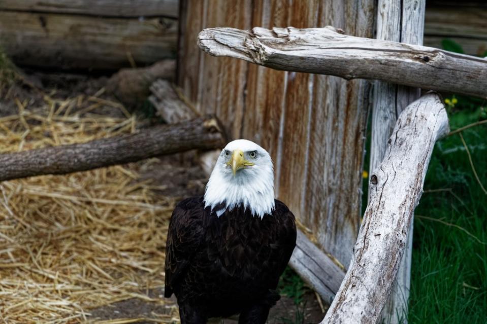 Hogle Zoo via Getty Images