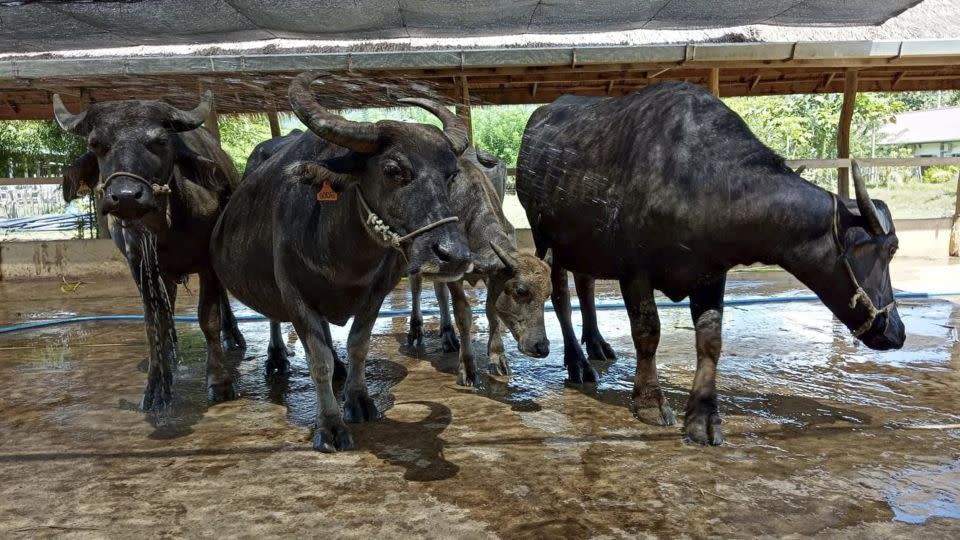 Today, they have 85 buffalo on the farm and hope to increase the number to 150 in 2024. - Laos Buffalo Dairy