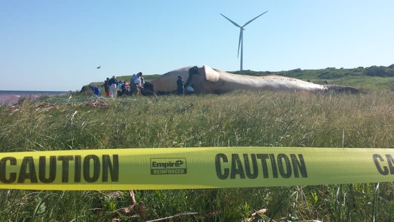 Right whale necropsy underway on P.E.I., 2 more possible