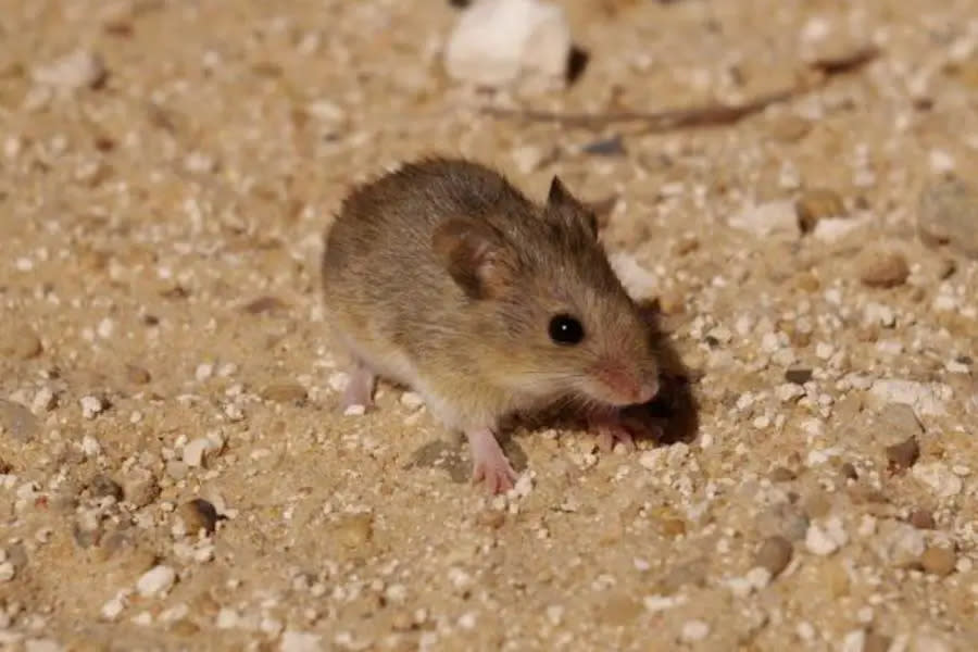 ¡Atención! Detectan hantavirus mortal en ratón ubicado en Condado de San Diego