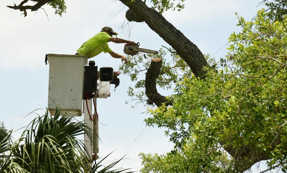 Monday afternoon in the unincorporated area of Rockledge. Public works personnel from Brevard County and tree trimming contractors began pruning oak trees along Rockledge Drive despite efforts of local residents to stop the project, which they say will ruin the character of the scenic roadway along the Indian River Lagoon.