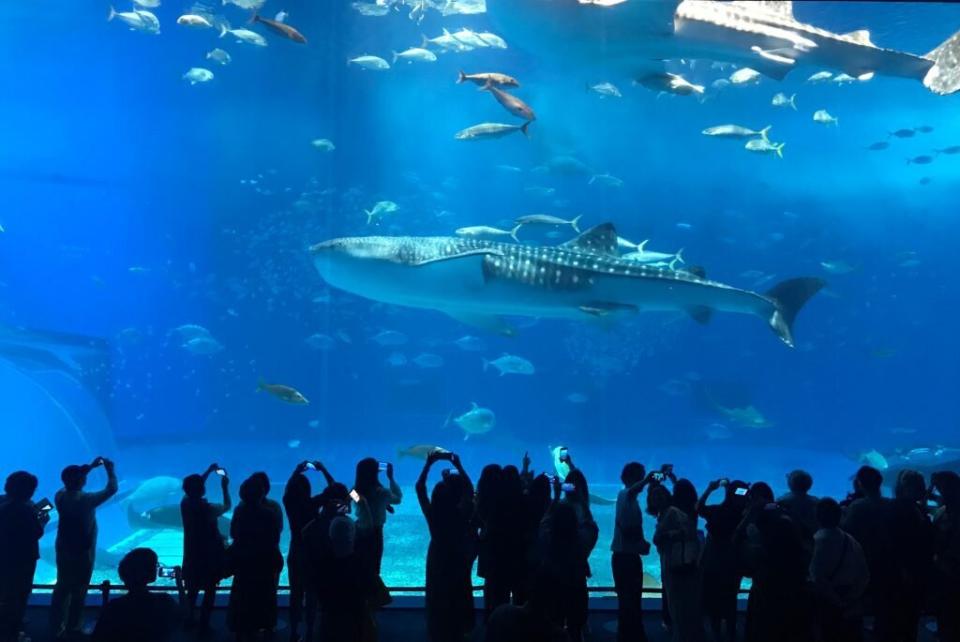 ▲沖繩北部景點推薦-沖繩美麗海水族館。（圖／Tripbaa趣吧！亞洲自由行專家）