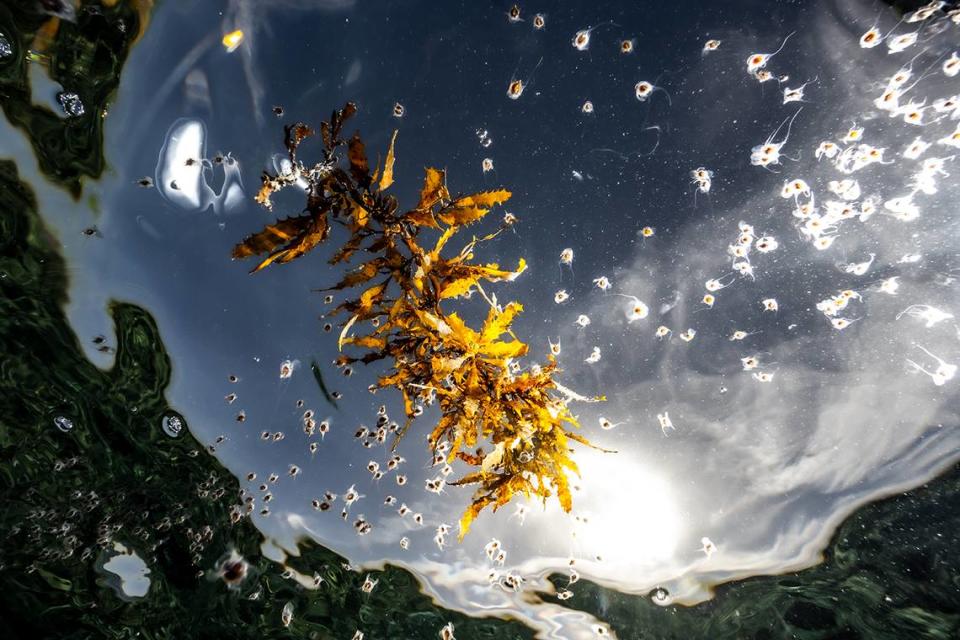 Sea butterflies eat plankton by releasing a mucus net to catch the microscopic creatures.