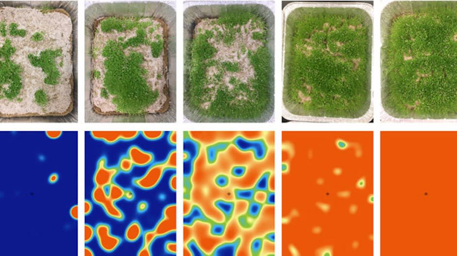  A selection of images showing seedlings growing in a lab vs. computerized models.  