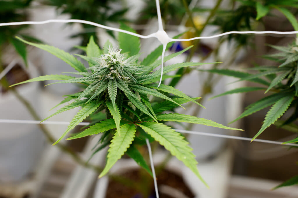 BUCKEYE LAKE, Ohio — AUGUST 17: A marijuana plant in a flowering room, August 17, 2023, at PharmaCann, Inc.’s cultivation and processing facility in Buckeye Lake, Ohio. (Photo by Graham Stokes for Ohio Capital Journal)