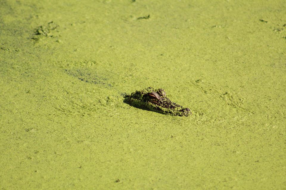 A small alligator emerges from the plant-covered water at Sweetwater Wetlands Park in Gainesville, Florida on October 31, 2022.