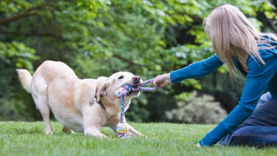 Dog playing with woman in yard. 