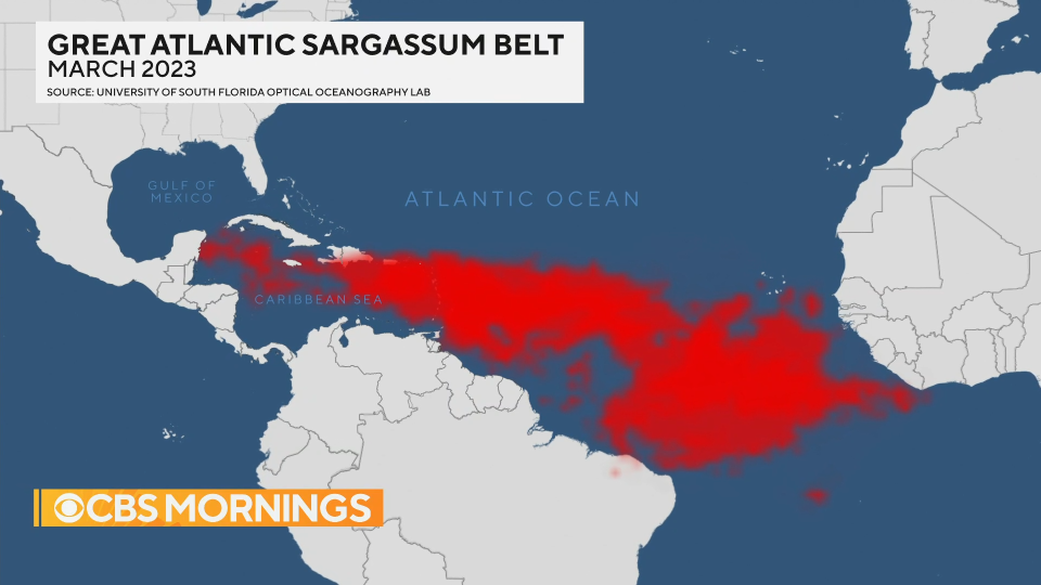 The Great Atlantic Sargassum Belt stretches from off the coast of Africa into the Caribbean in 2023. / Credit: CBS News