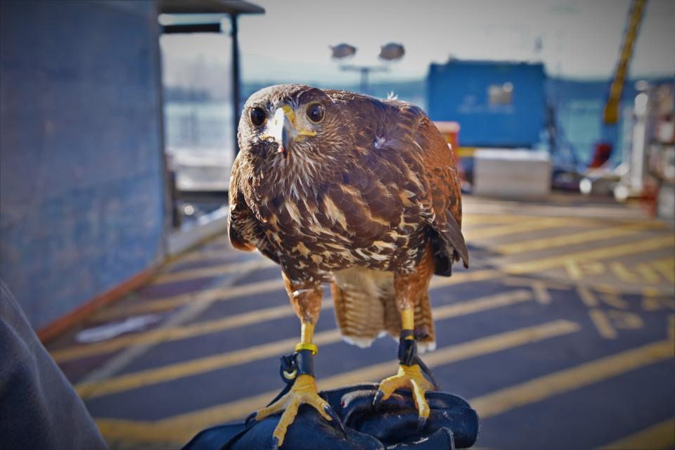 A Harris’s hawk from Kennewick Wash.-based Inka Falcon bird abatement services stands guard on the Delta pier of Trident Refit Facility Bangor (TRFB).