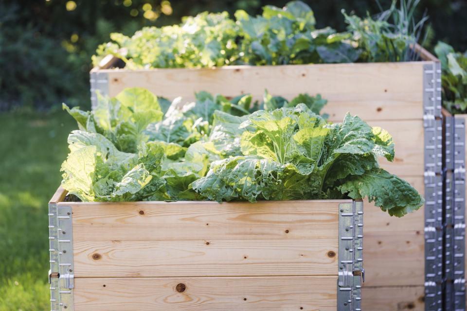 raised garden bed ideas