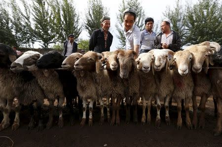 Ethnic Uighur customers select goats at a fair on a street in Aksu, Xinjiang Uighur Autonomous Region in this July 21, 2013 file photo. REUTERS/William Hong/Files