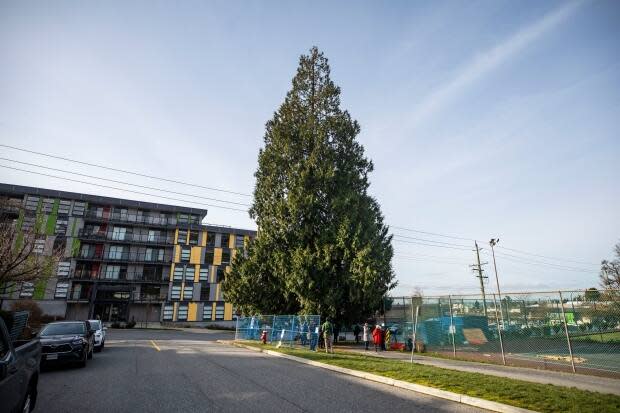 The tree at the corner of 21st Street and Eastern Avenue in Central Lonsdale is estimated to be more than 200 years old.  (Ben Nelms/CBC - image credit)