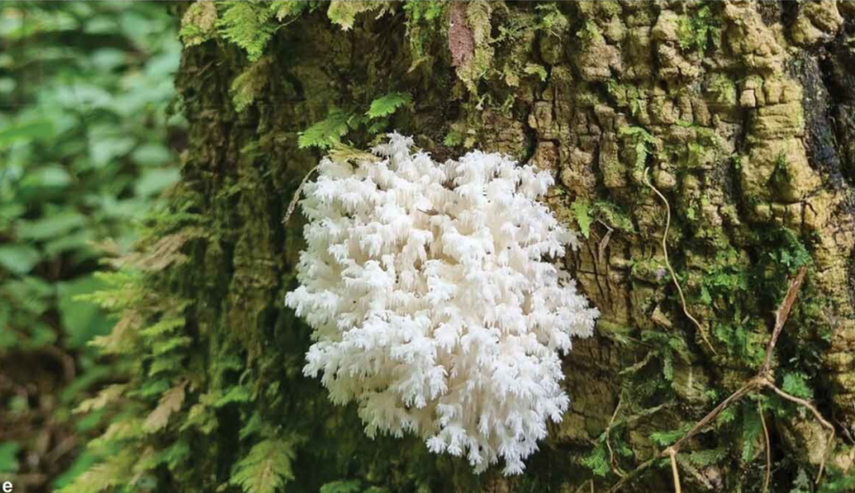 The new species was named Hericium ophelieae after a poem titled “Ophélie” by a French poet.