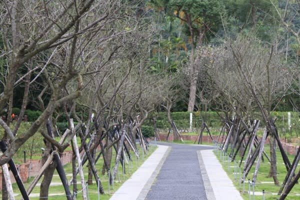 士林官邸梅花（圖片來源：臺北市政府工務局公園路燈工程管理處）