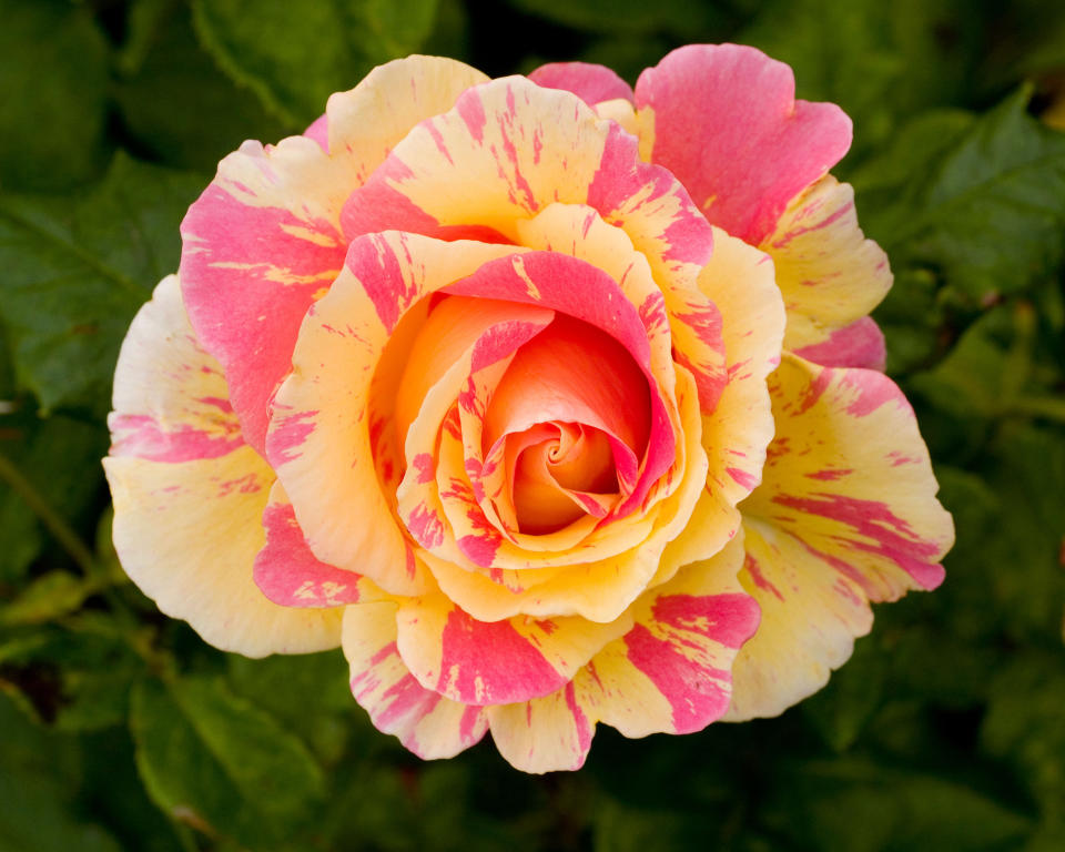 <p> <strong>Hardiness: </strong>USDA 6b/7a </p> <p> <strong>Height:</strong> 8ft (2.4m) </p> <p> <strong>Best for: </strong>climbing roses  </p> <p> Rose lovers who are after the best climbing roses as part of their Mediterranean planting scheme should consider Rose ‘Claude Monet’ Climber. Popular in Mediterranean gardens, this modern climber is a healthy choice with good tolerance of poorer soils.  </p> <p> The large fragrant, double bi-colored flowers of pink, yellow and white are unlikely to fade significantly in the sun.  </p> <p> With well-timed deadheading, they bloom from early summer into the fall.  </p>