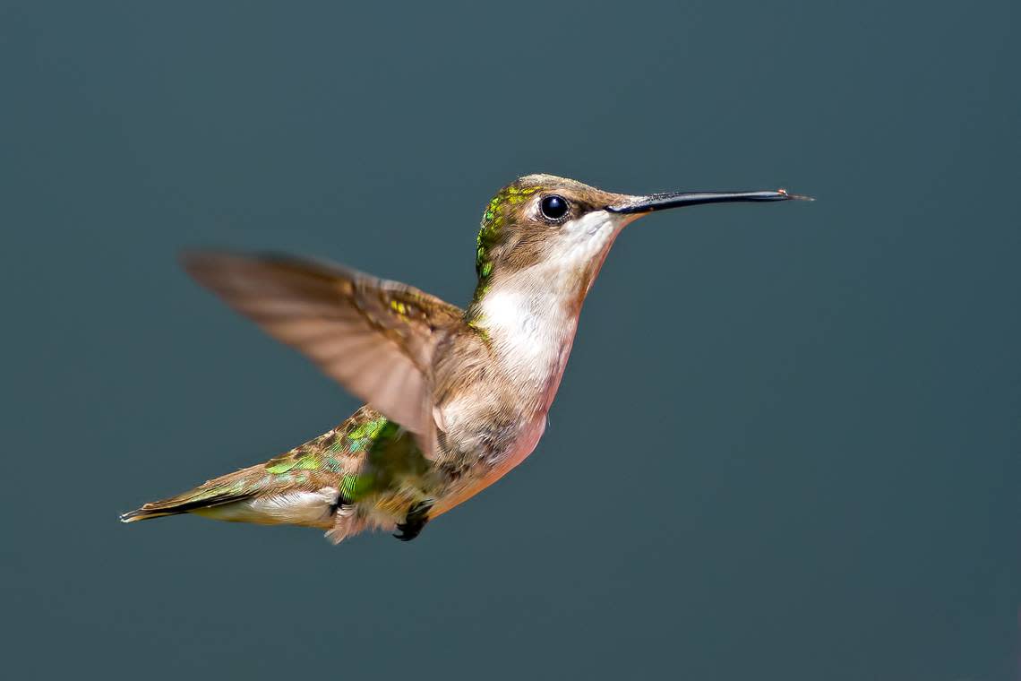 A female Ruby-throated hummingbird.