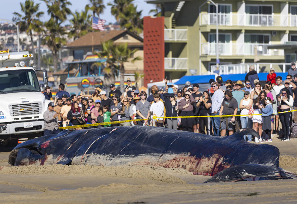 Bystanders look at a 52-foot-long female fin whale that died and washed onto Mission Beach Sunday, Dec. 10, 2023, in San Diego. Officials said there were no obvious signs leading to a cause of death. Researchers from NOAA Southwest Fisheries Science Center inspected the whale and took samples before city workers attempted to remove it. (K.C. Alfred/The San Diego Union-Tribune via AP)