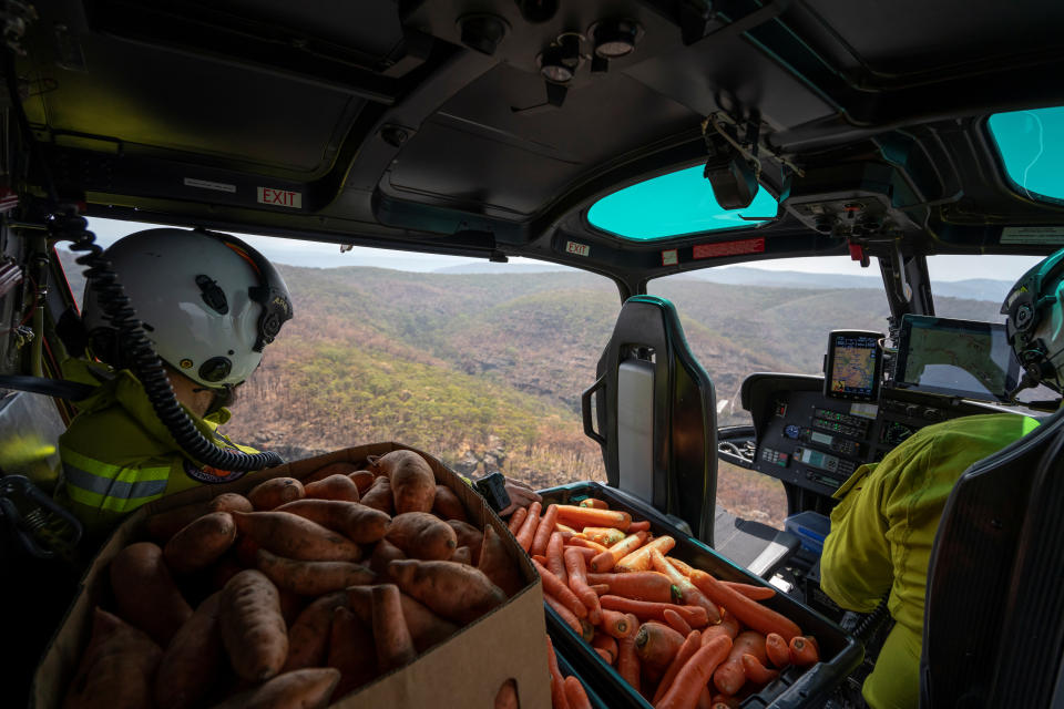 NSW's DPIE staff prepare carrot and sweet potato air-drop around Wollemi National Park