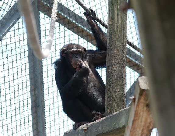 Gertrude, one of the first chimps to arrive at the Project Chimps sanctuary.