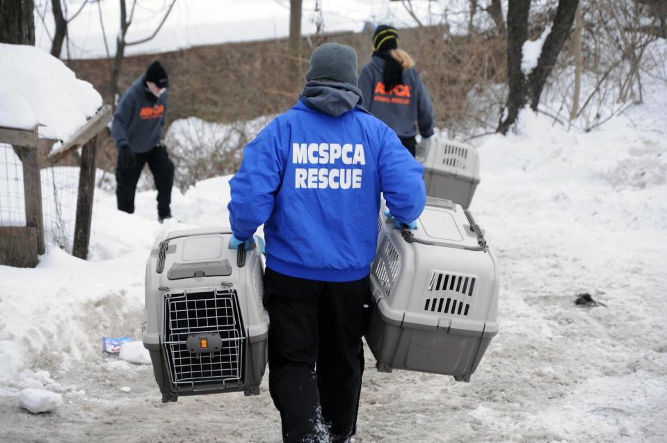 This photo provided by the ASPCA shows "Operation Angry Birds" in Ulster County, N.Y., Sunday, Feb. 9, 2014. More than 3,000 birds were rescued in the three-county cockfighting takedown that began Saturday and ended Sunday in New York and resulted in nine felony arrests, according to the state Attorney General's Office. (AP Photo/ASPCA)