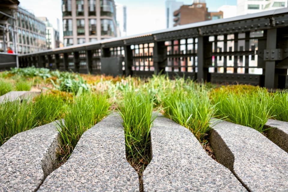 what is a green roof