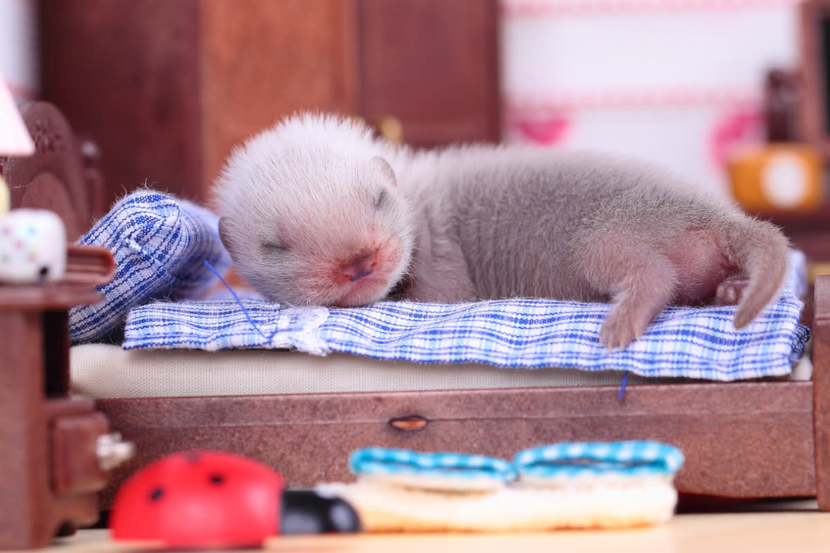 https://www.gettyimages.co.uk/detail/photo/ferret-baby-in-doll-house-royalty-free-image/501206301?phrase=baby+ferret&adppopup=true