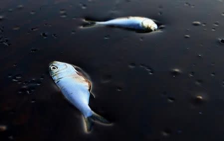 Poggy fish lie dead stuck in oil in Bay Jimmy near Port Sulpher, Louisiana June 20, 2010. The BP oil spill has been called one of the largest environmental disasters in American history. REUTERS/Sean Gardner