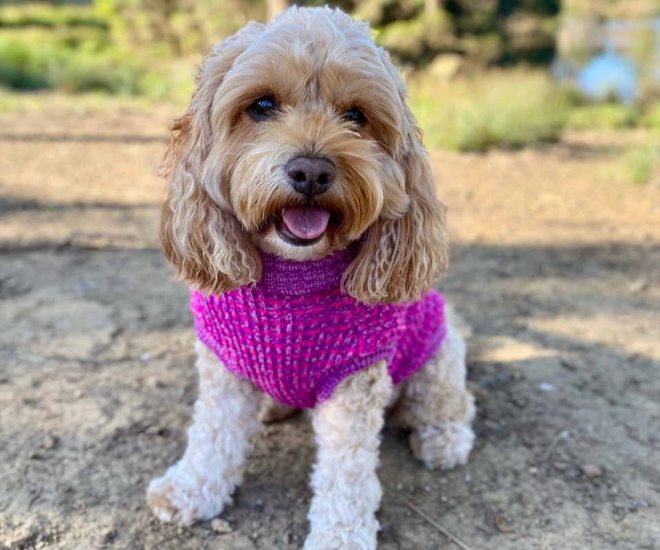 A cream Cavoodle dog wears a pink chunky knit jumper while sitting on a dirt floor with grass in the background.