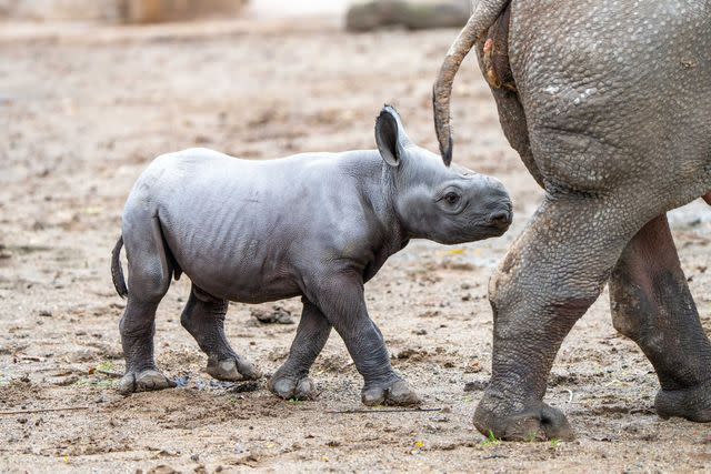 <p>Chester Zoo</p> The rhino calf has been staying close to her mother since her arrival.