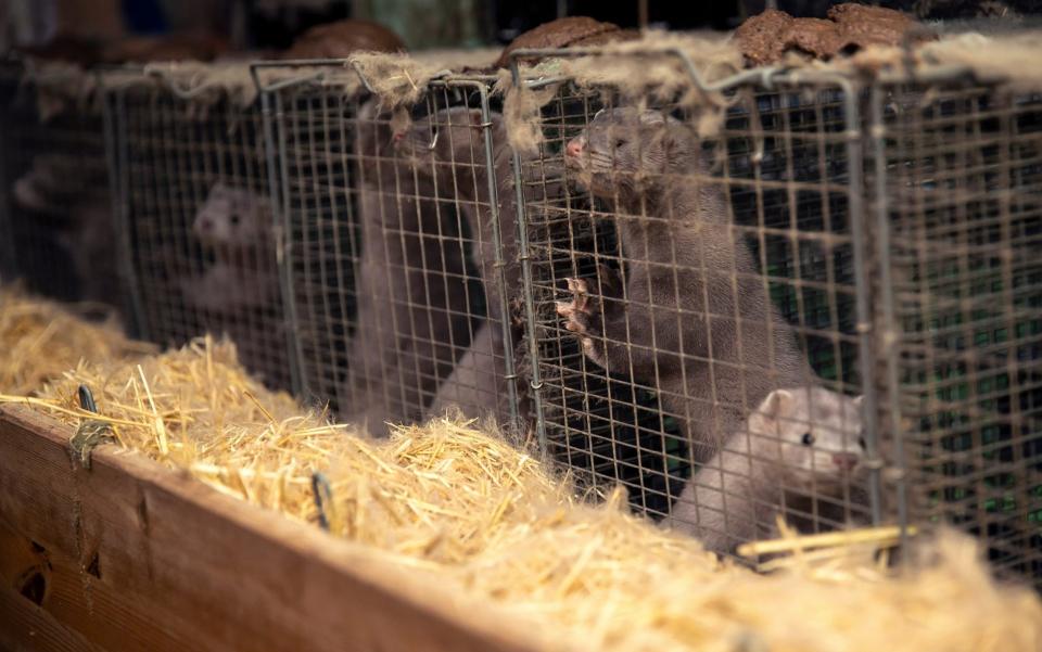 Mink on a farm in Herning, North Jutland, one of the regions in which the virus has been rampant - Ole Jensen/Getty Images Europe