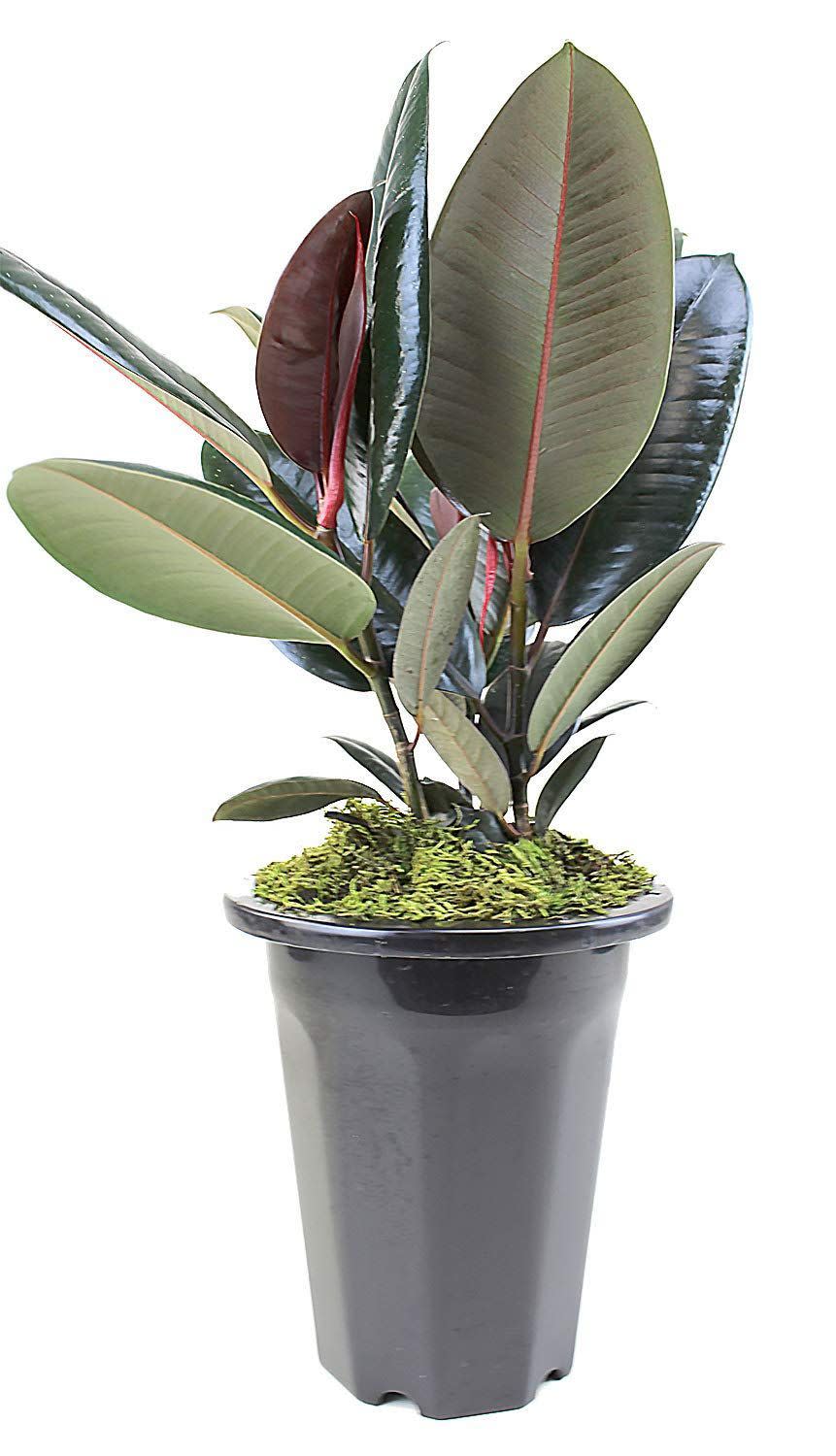 2) Rubber Tree Plant