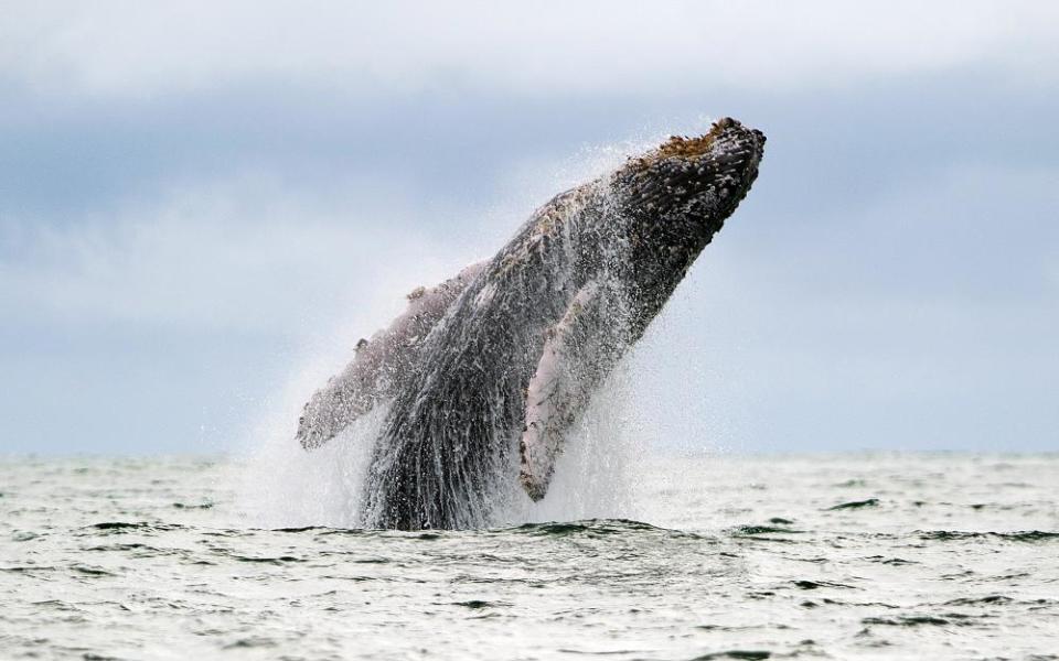 <span>Photograph: Luis Robayo/AFP/Getty Images</span>