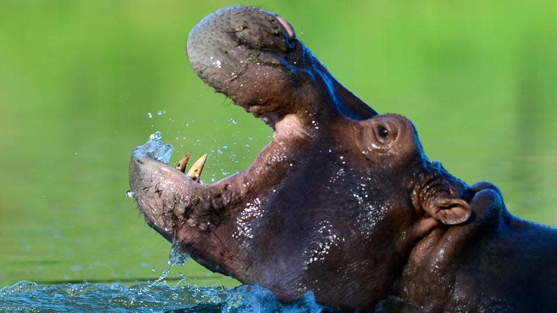 A photo of a hippo with its jaws wide open. 