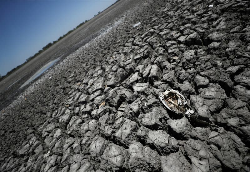 FILE PHOTO: Arid wheat fields and dead cows: a snapshot of Argentina's worst drought in decades