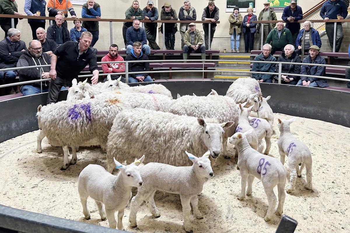 Ewes and lambs in the Skipton sale ring. <i>(Image: CCM Auctions)</i>