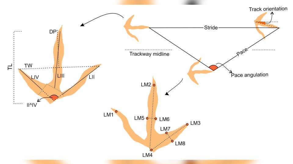 A diagram of bird-like fossil footprints (top right) and close-ups of two separate tracks (far left and front center) help depict their placement and structure.  Abbreviations: TL is runway length;  TW is the trace width;  and II^IV show the distribution of digits.  - Abrahams et al;  2023;  PLOS ONE