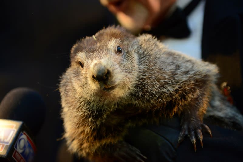 Punxsutawney Phil greets reporters on Groundhog Day in Punxsutawney